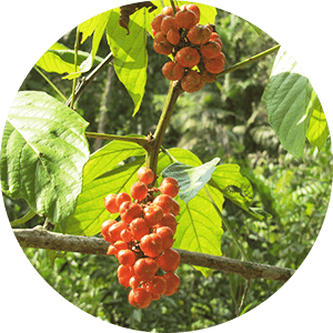 Koffein aus Guarana